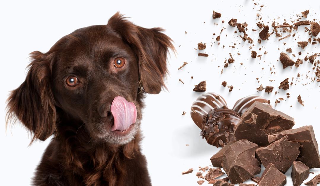 Is Chocolate Harmful to Dogs?