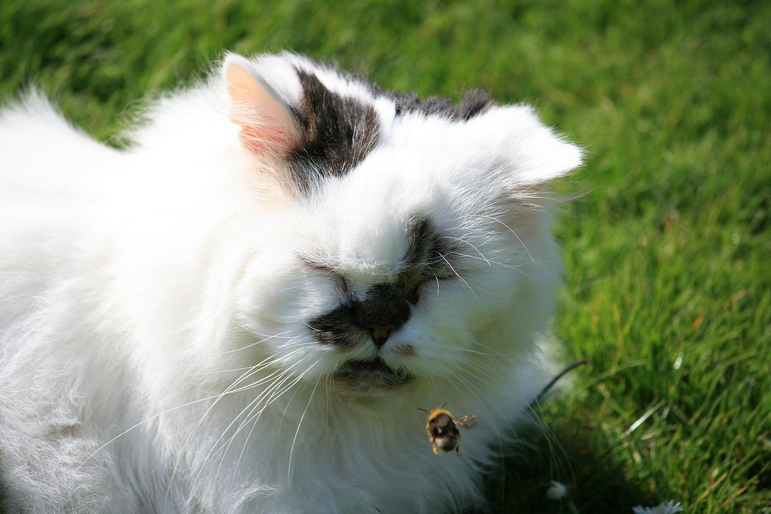 What to Do When Cats Get Stung by Bees