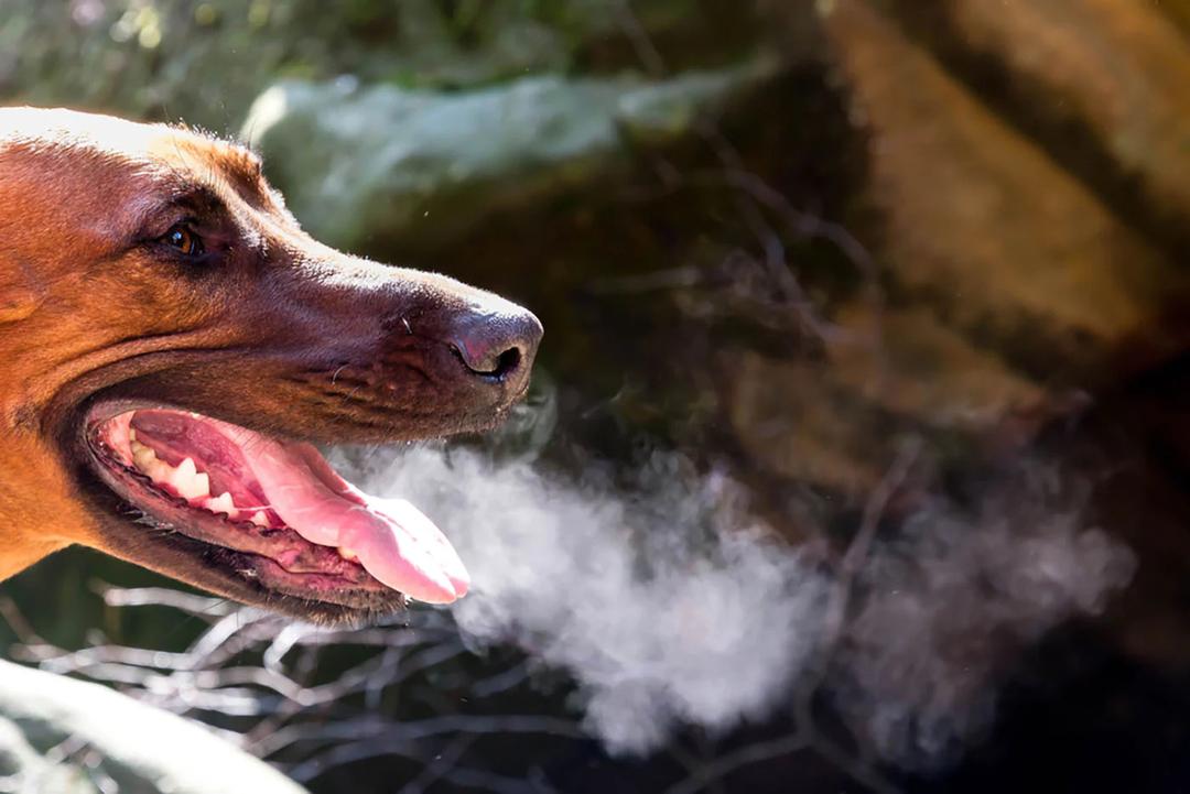 How to Get Rid of Dog’s Bad Breath?