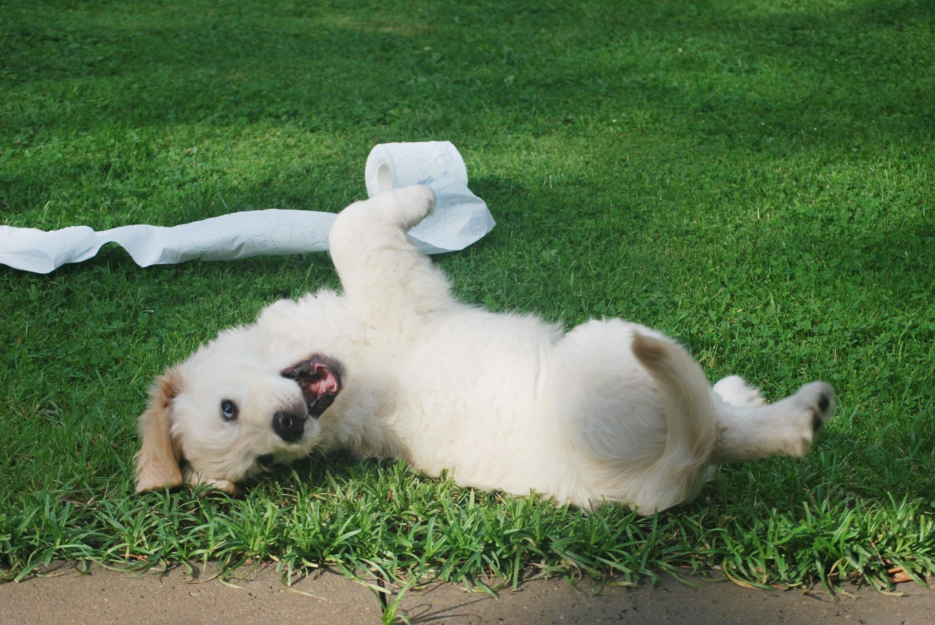 Köpeklerde Kanlı İshal Nedir? Tedavisi Nasıl Yapılır?