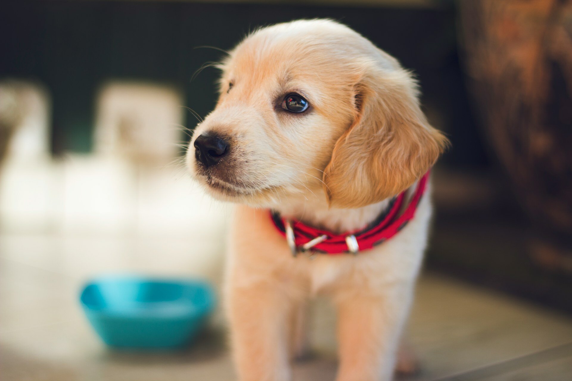 Köpeğime “Hayır” Komutunu Nasıl Öğretebilirim?